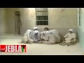 Videoclip Al-Lh Yany Wlhan - Abdelkrim Abdelkader